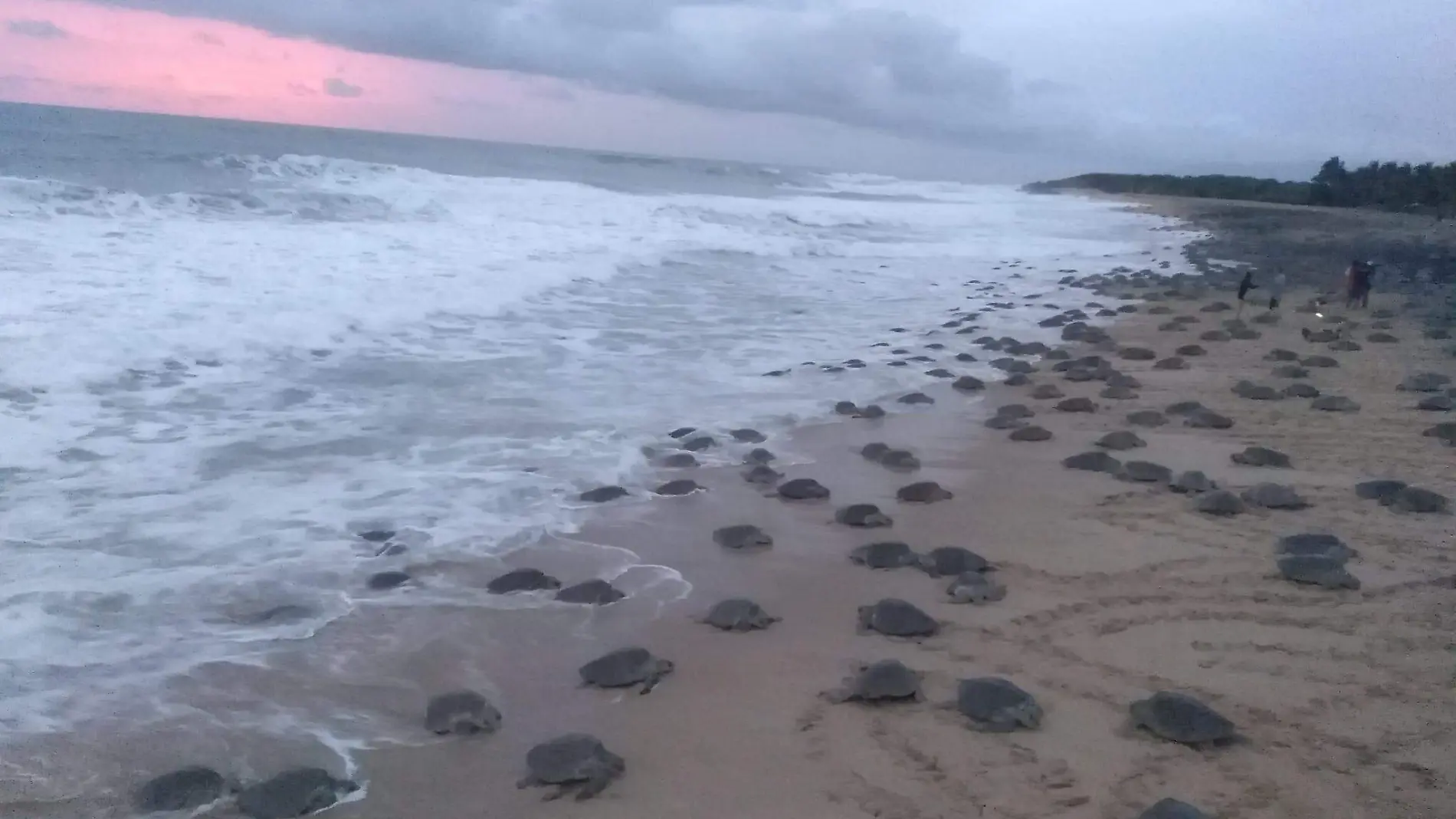 Tortugas arribando a Aquila